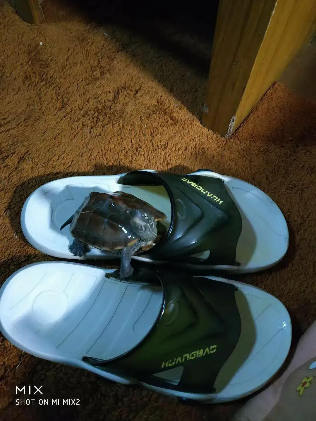 新手养草龟最全指南,如何饲养草龟全过程