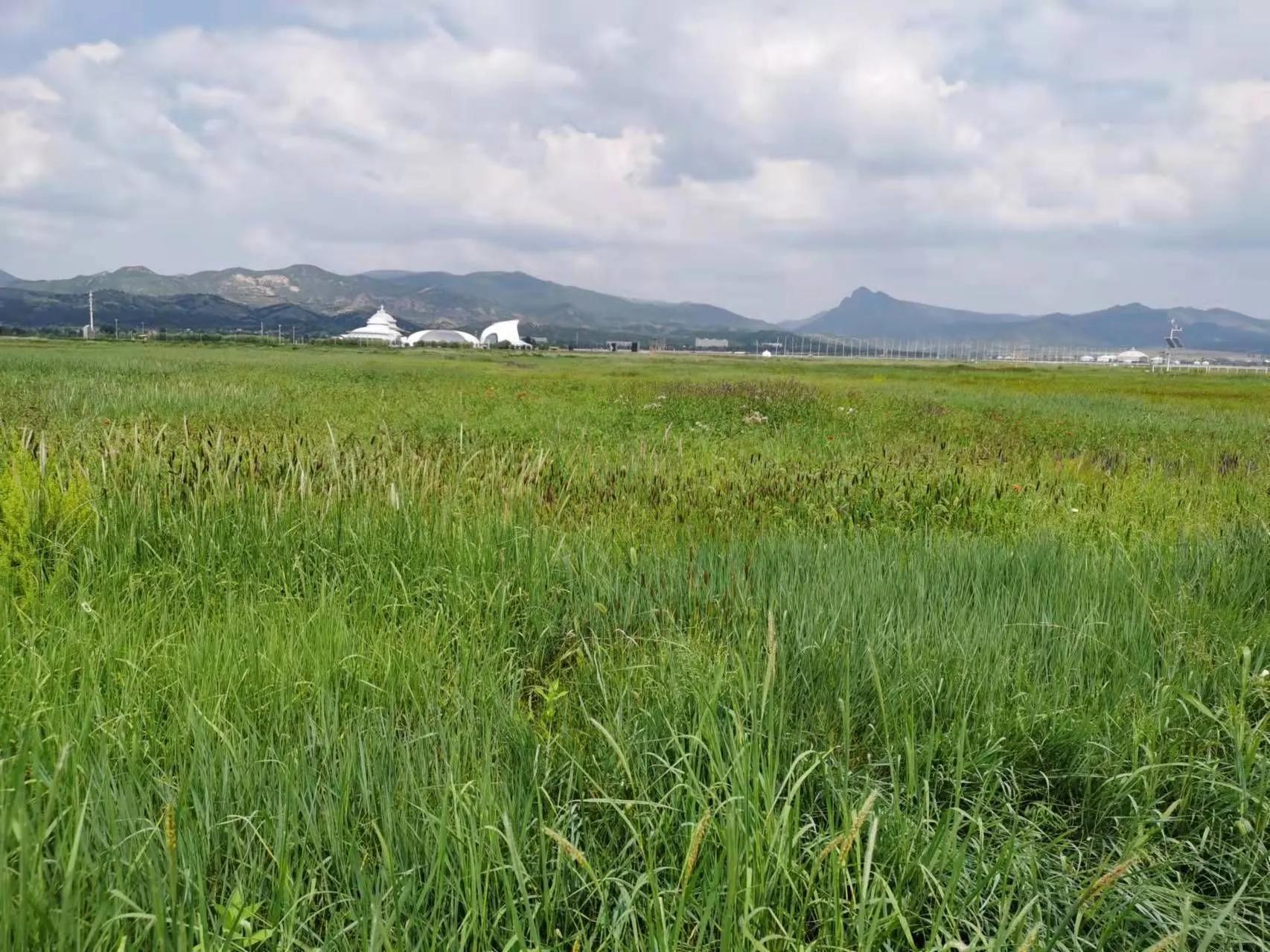 我眼中的巴彦淖尔市,我眼中的呼和浩特作文