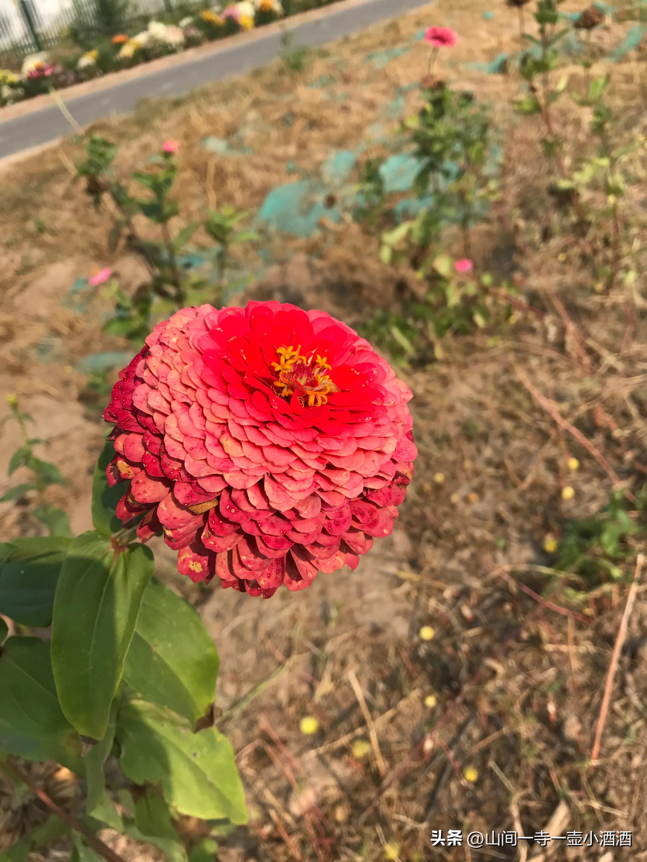 为别人开一朵花800字作文,为别人开一朵花80字