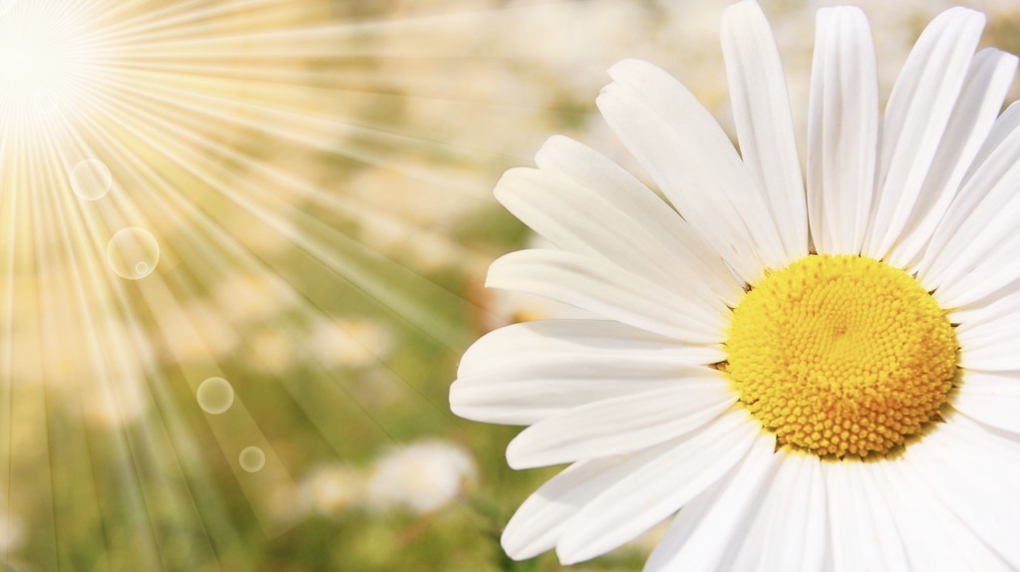 滴虫性阴道炎霉菌性阴道炎啥症状,霉菌性阴道炎塞药后多久症状消失