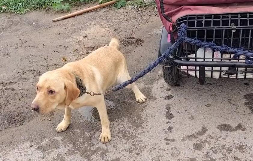 拉布拉多疑遭主人卖给狗贩子,拉布拉多成年犬易主