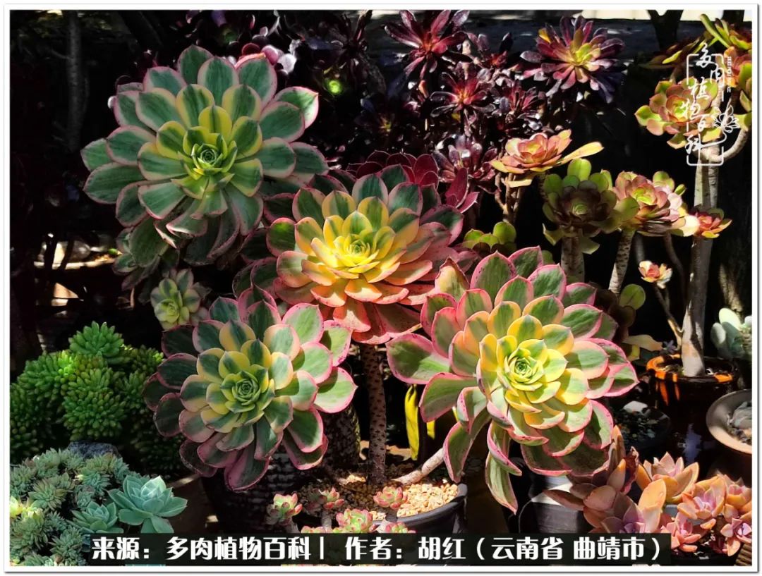 多肉植物里的糖,多肉生活的调味剂