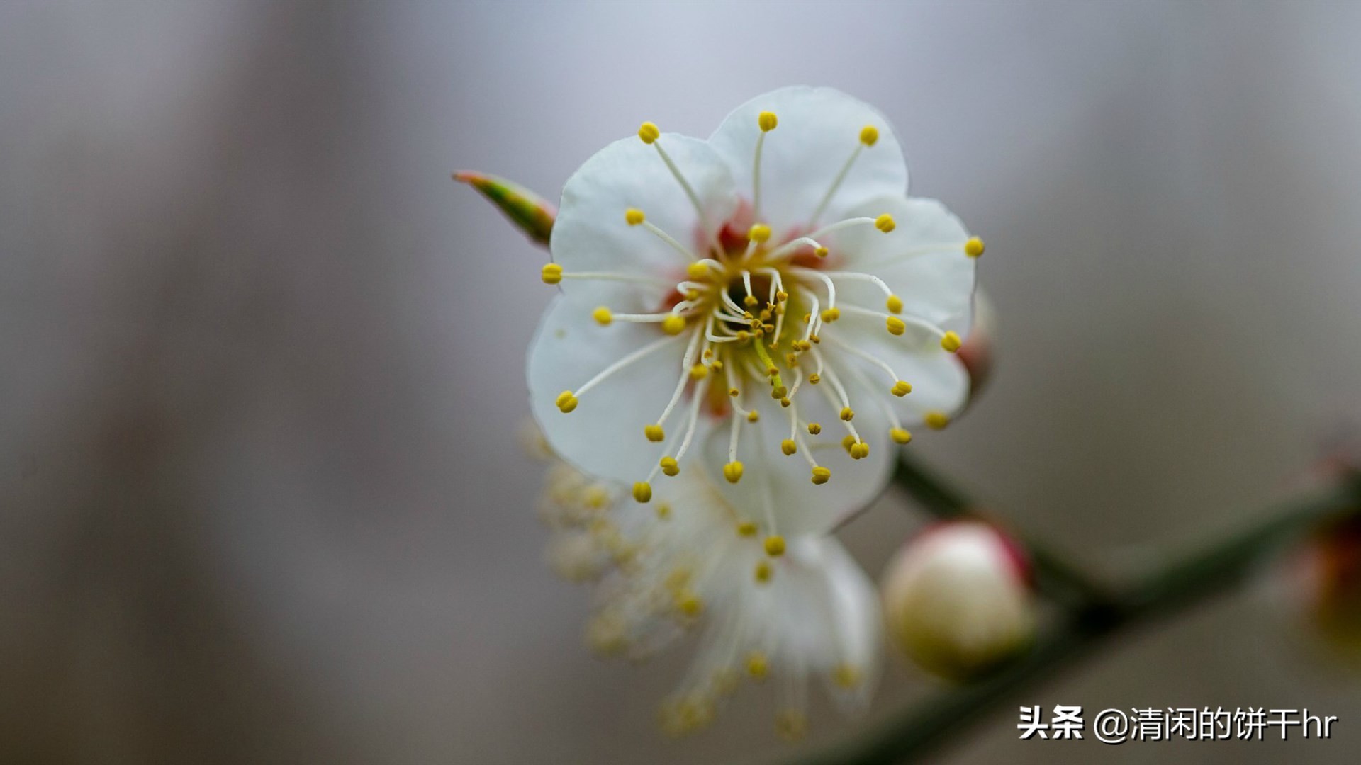 淡雅书香梅花唯美图片,淡雅梅花花卉图片