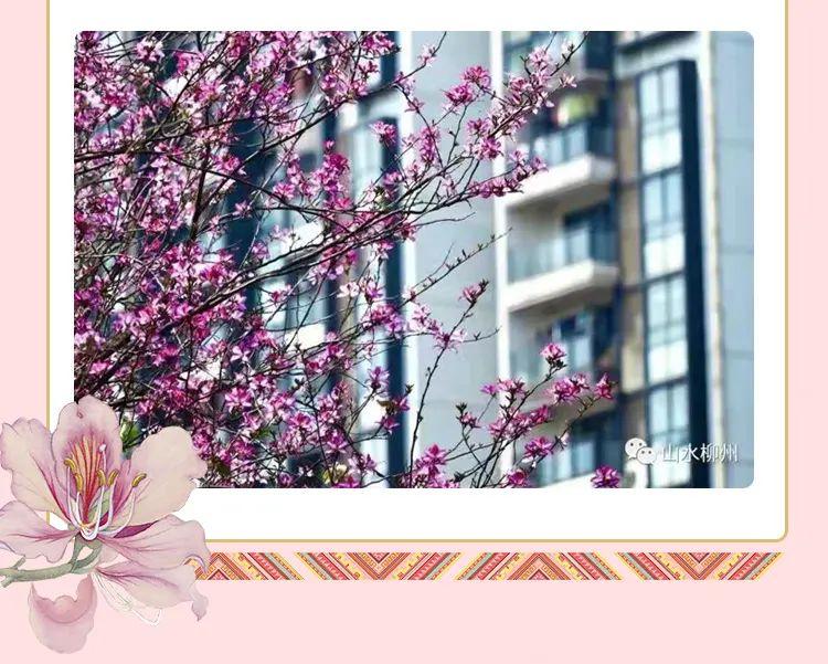 春天，我想到一座城，吃粉粉，看粉粉