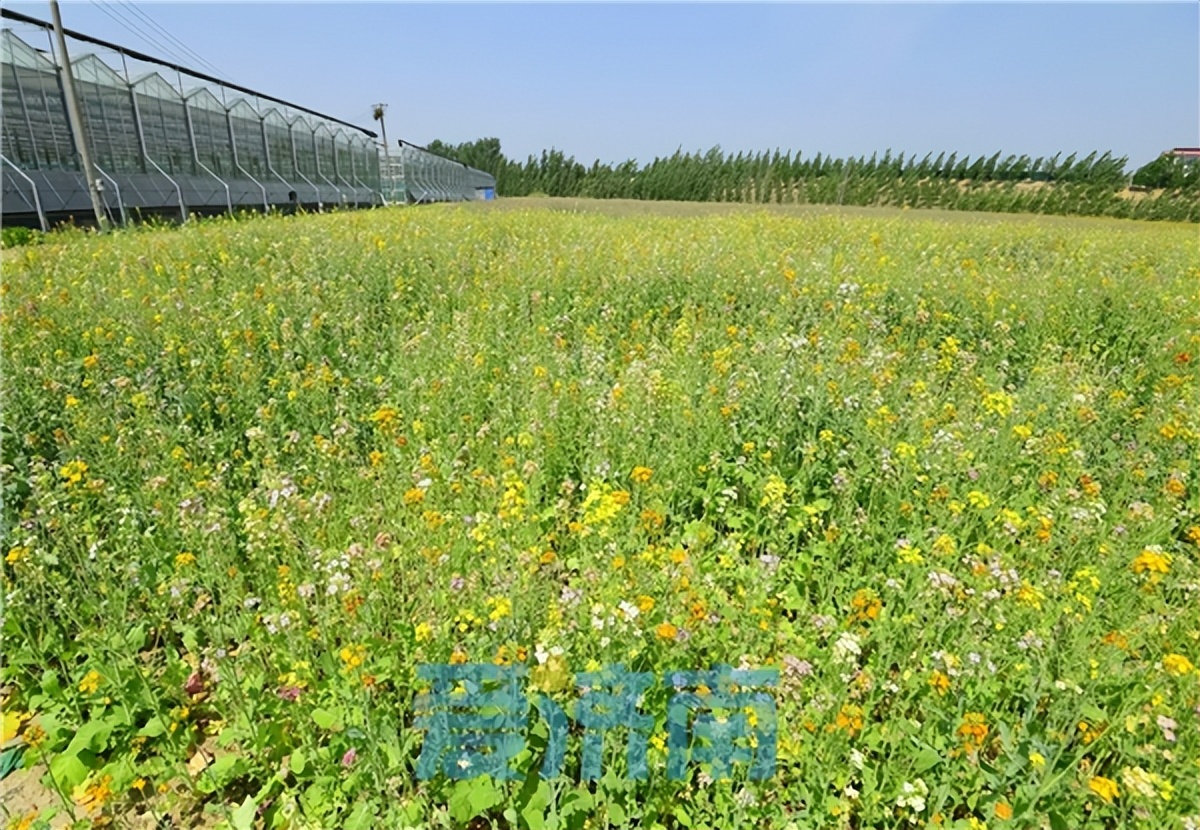 夏色初染泉城一起来找找济南府里的中国色吧~