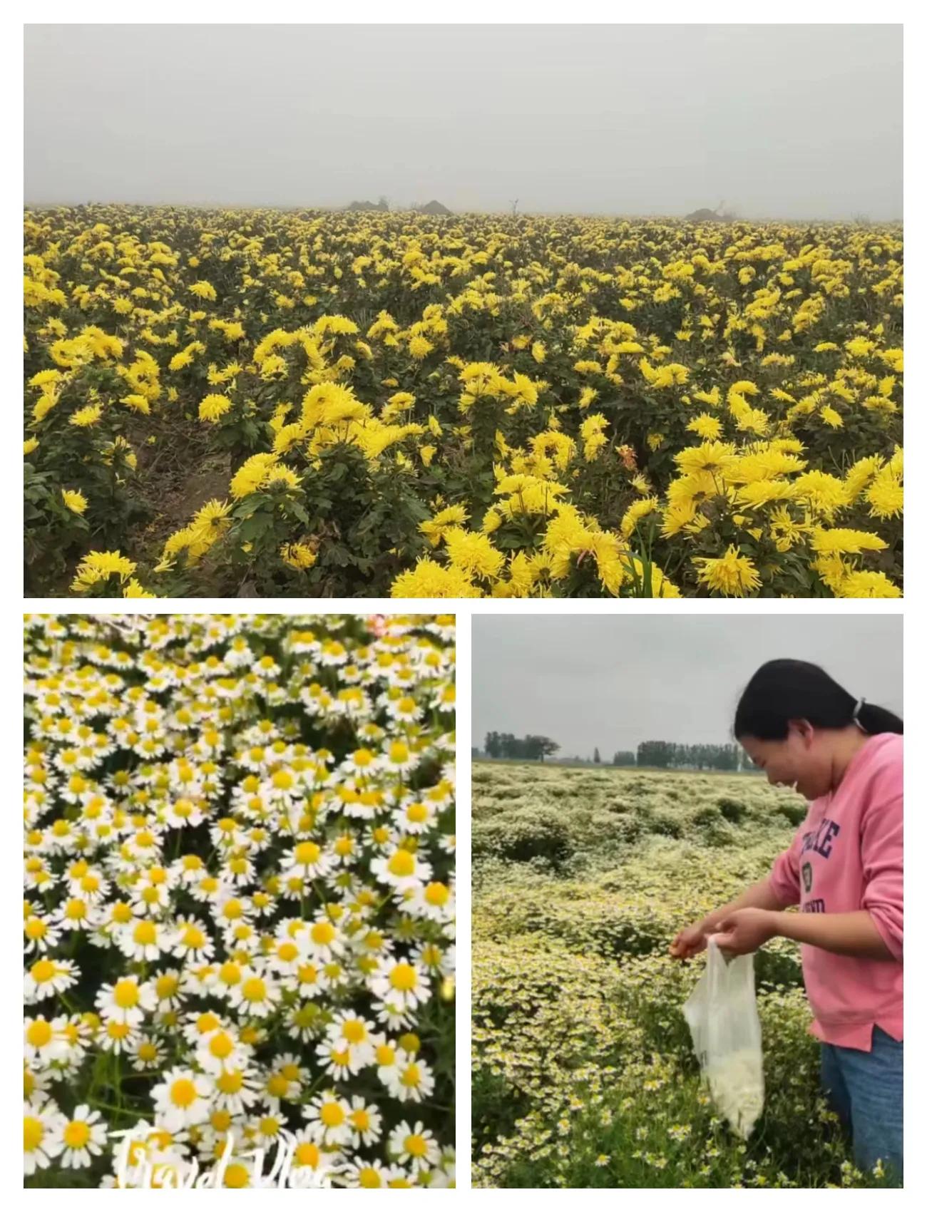 新春走基层小山村迎来新希望,新春走基层贫困户成致富能手