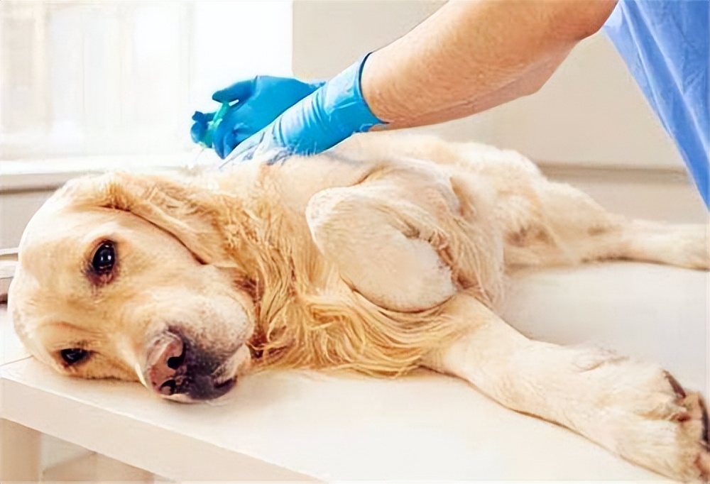 怎么通过狗狗的便便辨别健康状况,狗狗健康的便便长什么样