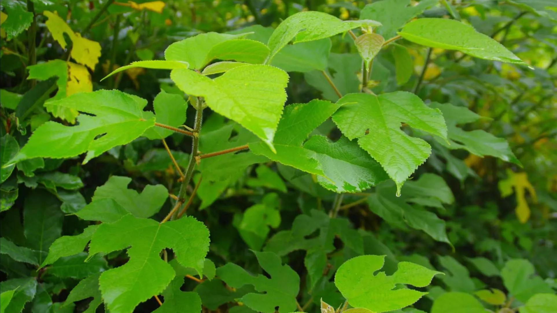 构树一亩种植1000,构树好吗