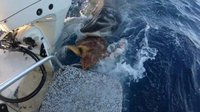 玄武龟蛇大战,罕见别致的龟蛇大战