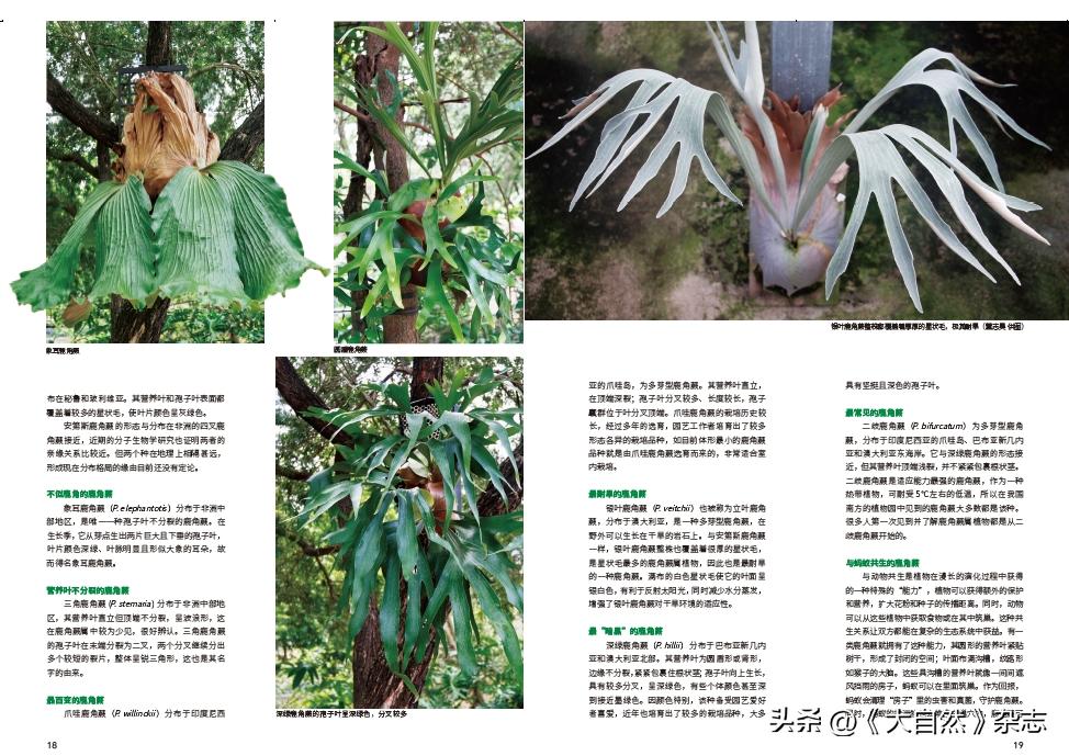 林深时见“鹿”，解谜鹿角蕨