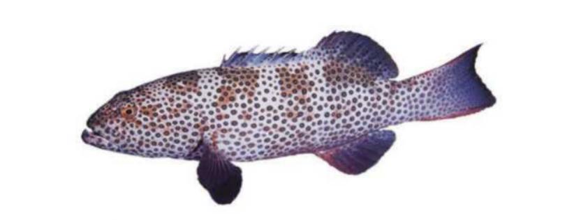 石斑鱼：家族庞大却爱独居的餐桌翘楚还有一个不为人知的小秘密