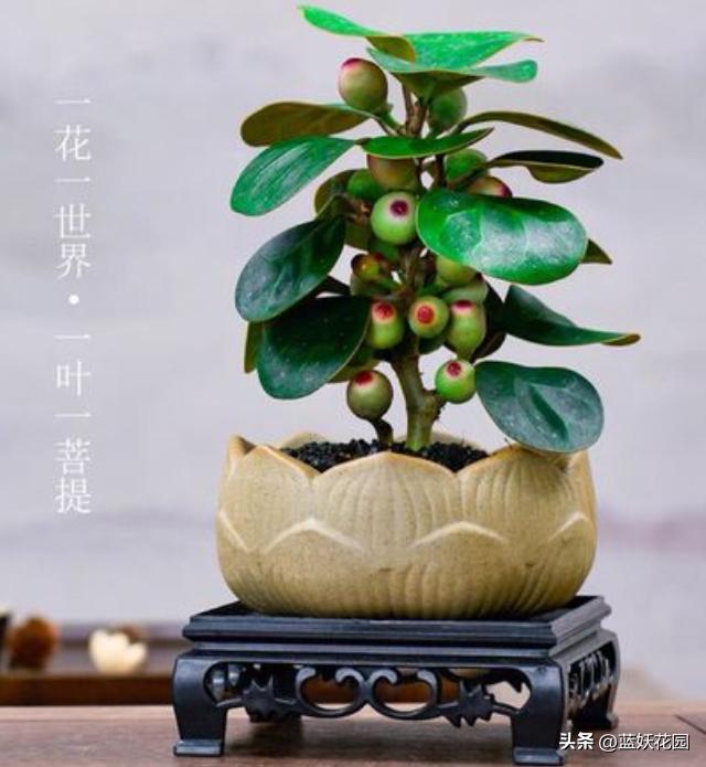 小盼菩提禅意盆栽,小盼菩提和真菩提树哪个好看