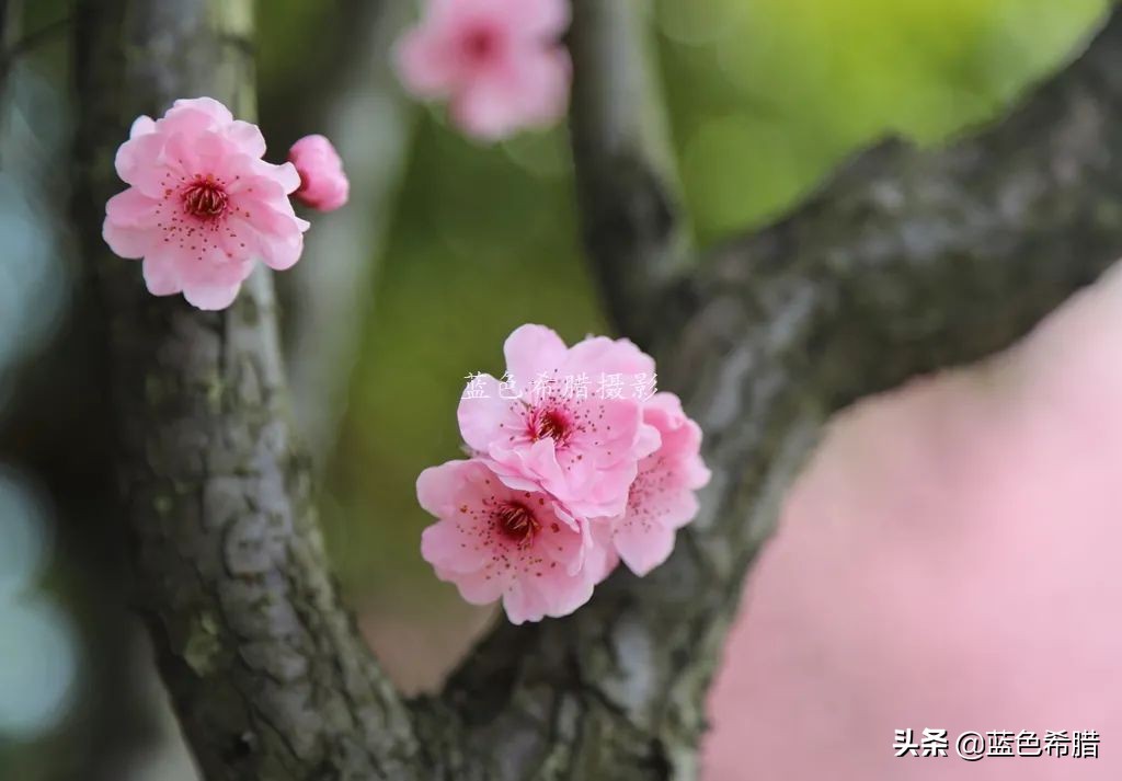 花花草草怎么拍出高级感,如何拍出惊艳的花卉