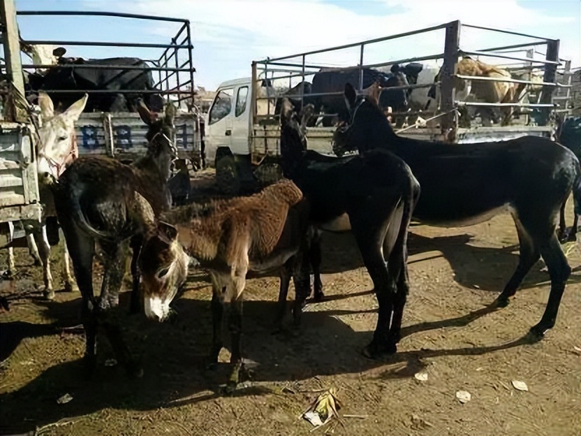 侵华日军在固安犯下的罪行,侵华日军占领北京城