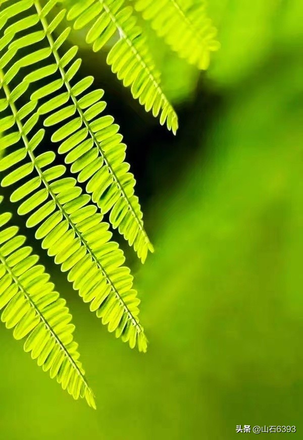 【战友美文】郭福成（天王福哥）：《*梦春**》（诗）