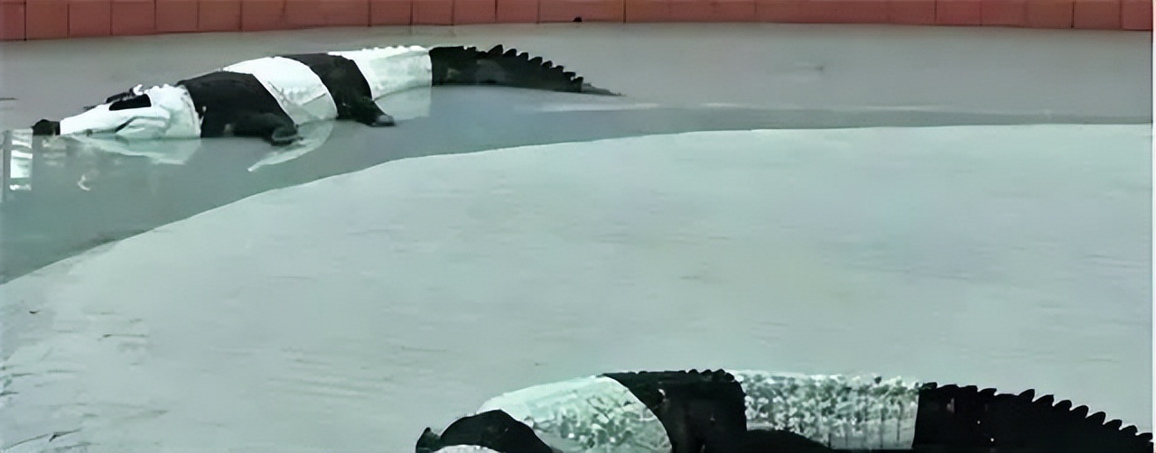 丫丫即将回国：国宝熊猫，在如何改变世界？