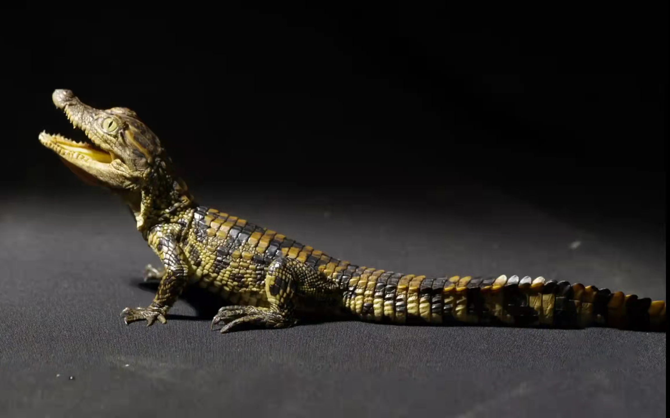 北方温室大棚养殖鳄鱼,养殖鳄鱼最大的卖多少钱