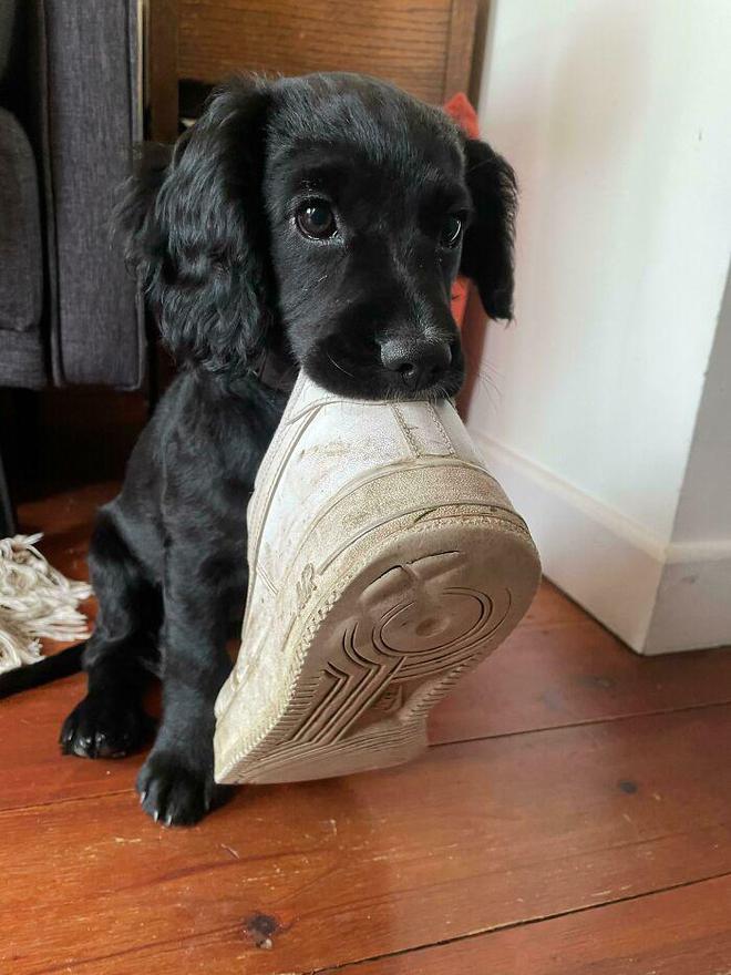 一身反骨的狗狗也有温柔的一面,天生反骨狗狗