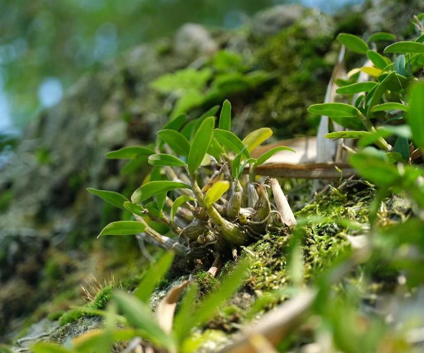 新鲜石斛大概多少一斤,野生石斛多少一克