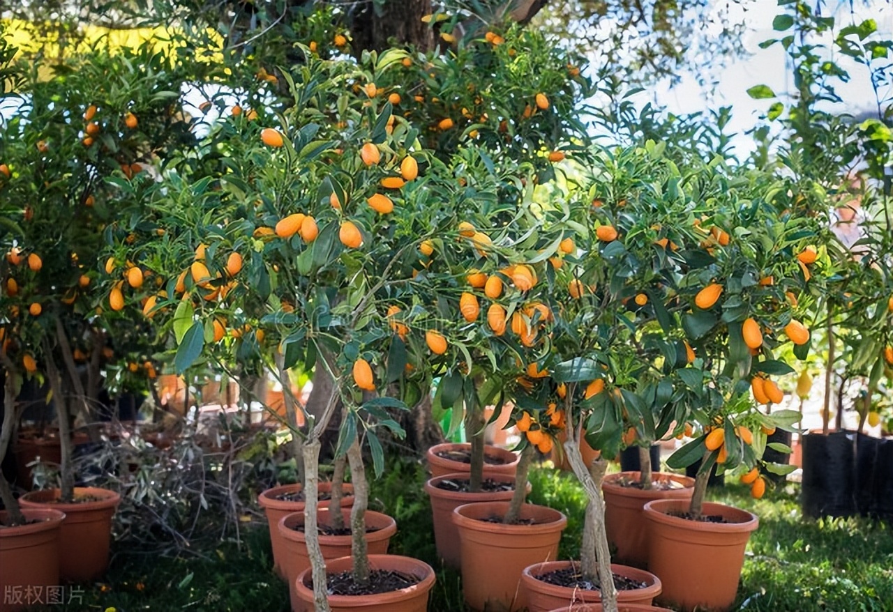 满树的橘子花怎么处理,满树上的橘子金灿灿