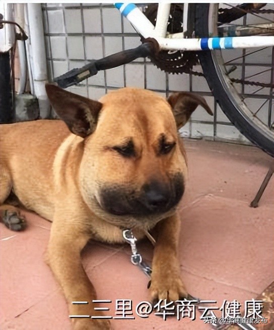 赏花的注意事项,赏花的小技巧