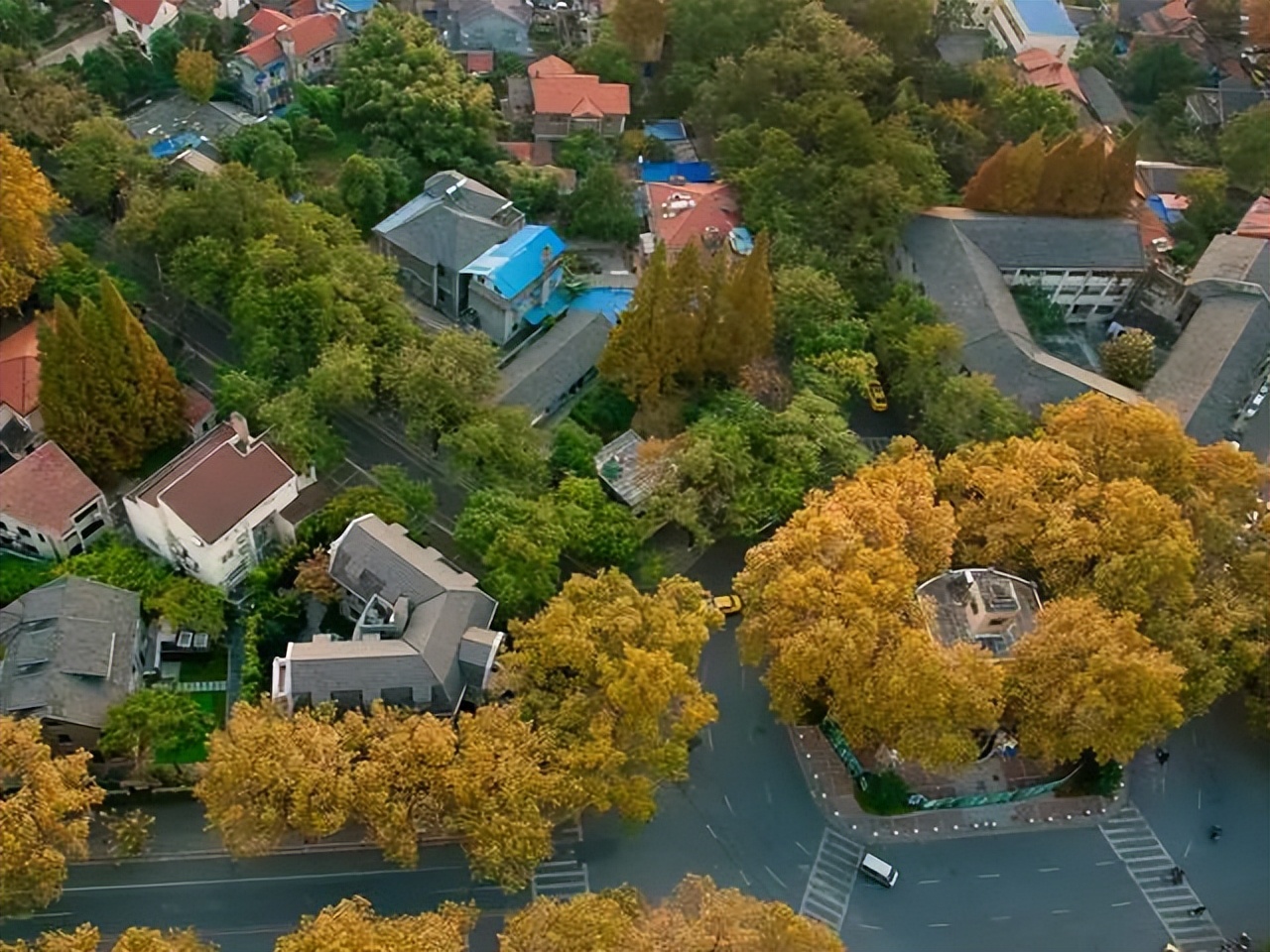 南京的法国梧桐秋天图片,南京法国梧桐秋天