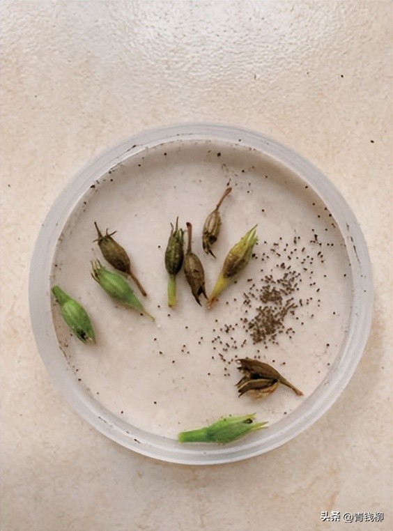 耐阴的花草怎么养,怎么养好阳台的花草