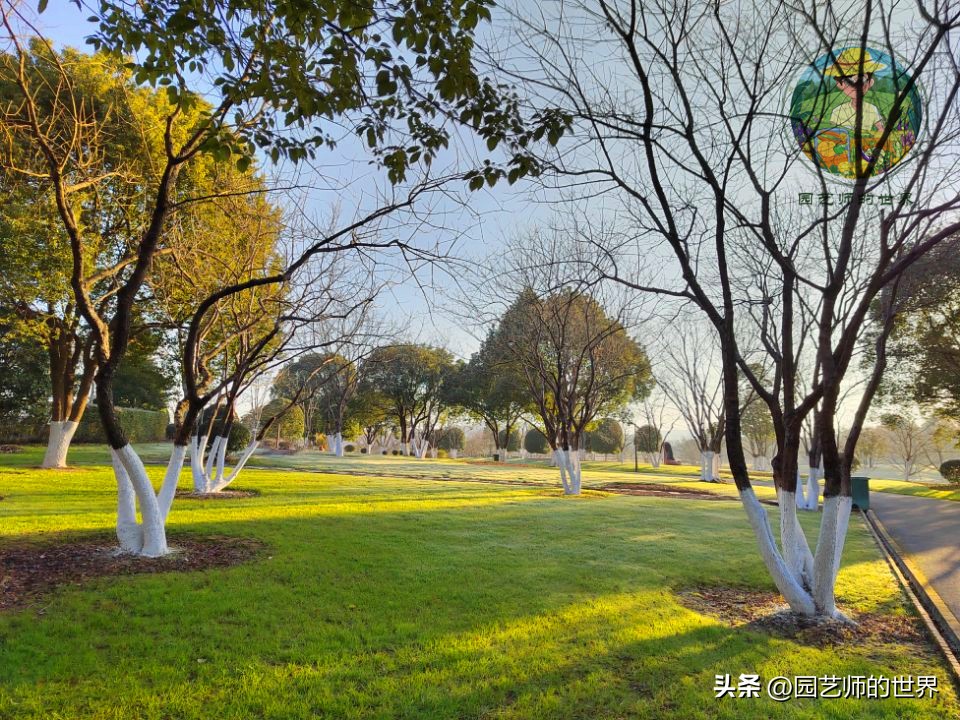 疏林草地的作用,疏林草地效果图