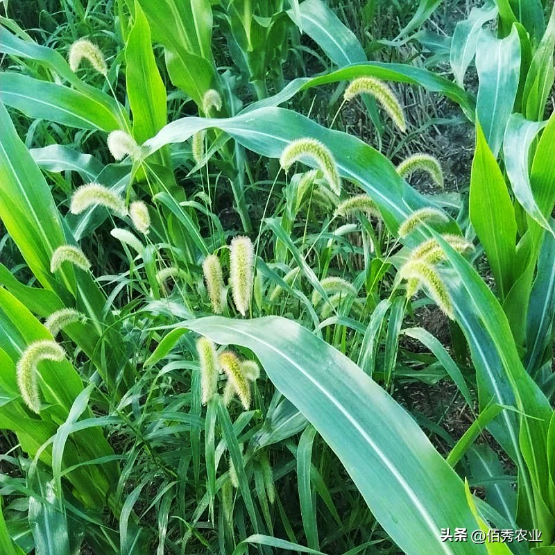 玉米田杂草一次除不净怎么办,玉米除草为什么草不死
