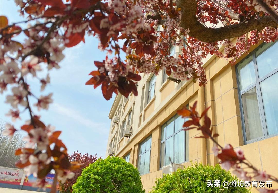 美！潍坊校园春景强势来袭