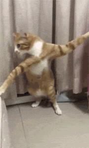 别人家的猫是液体还是固体,猫都是水做的