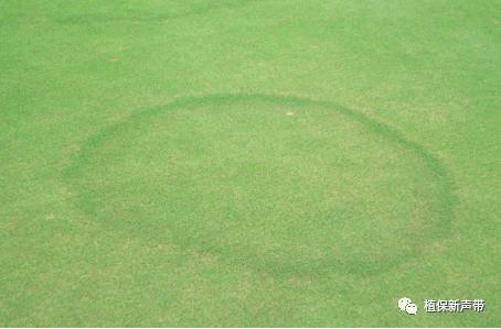 草坪通常要进行哪些养护管理项目,草坪要打理吗