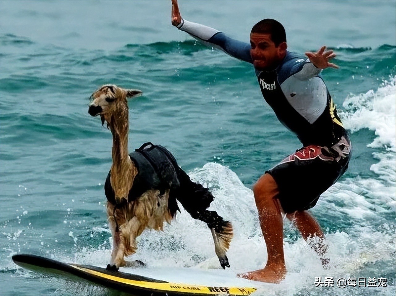 世界十大最奇葩的宠物,世界上最奇异的小宠物