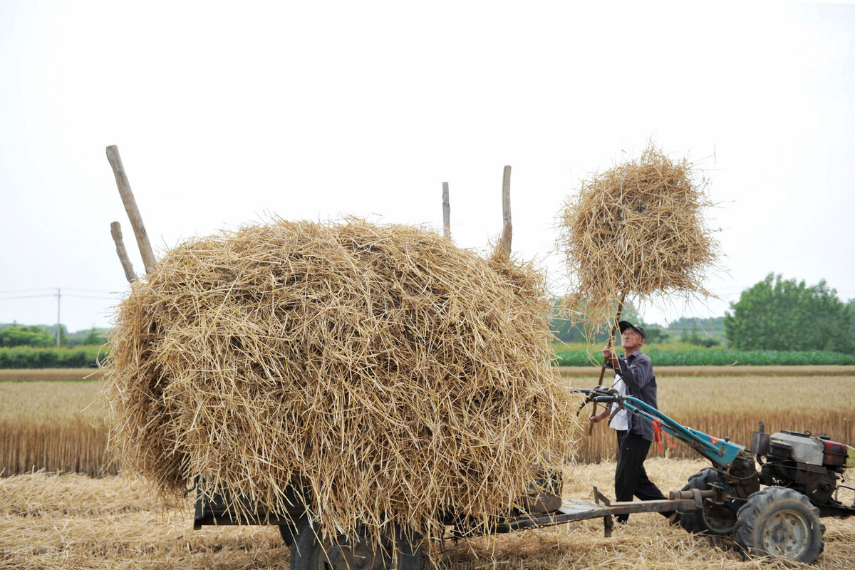 农民打工致富的项目有哪些,最有前景的农村致富行业