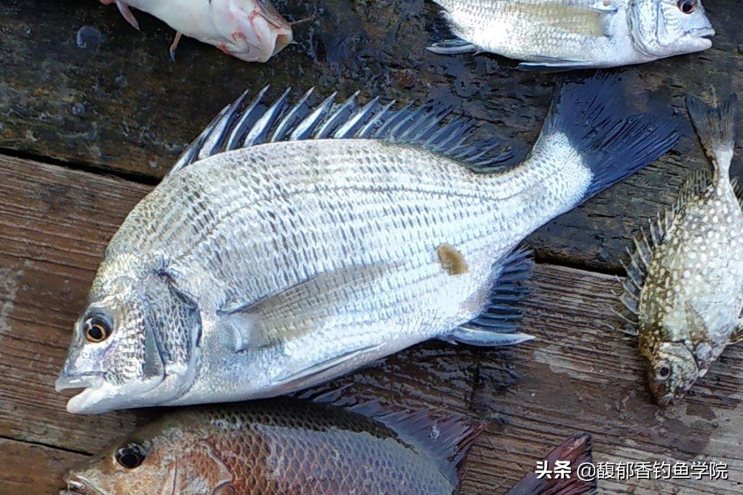 海钓效果最好的鱼饵沙蚕,青沙蚕和红沙蚕哪个海钓效果好