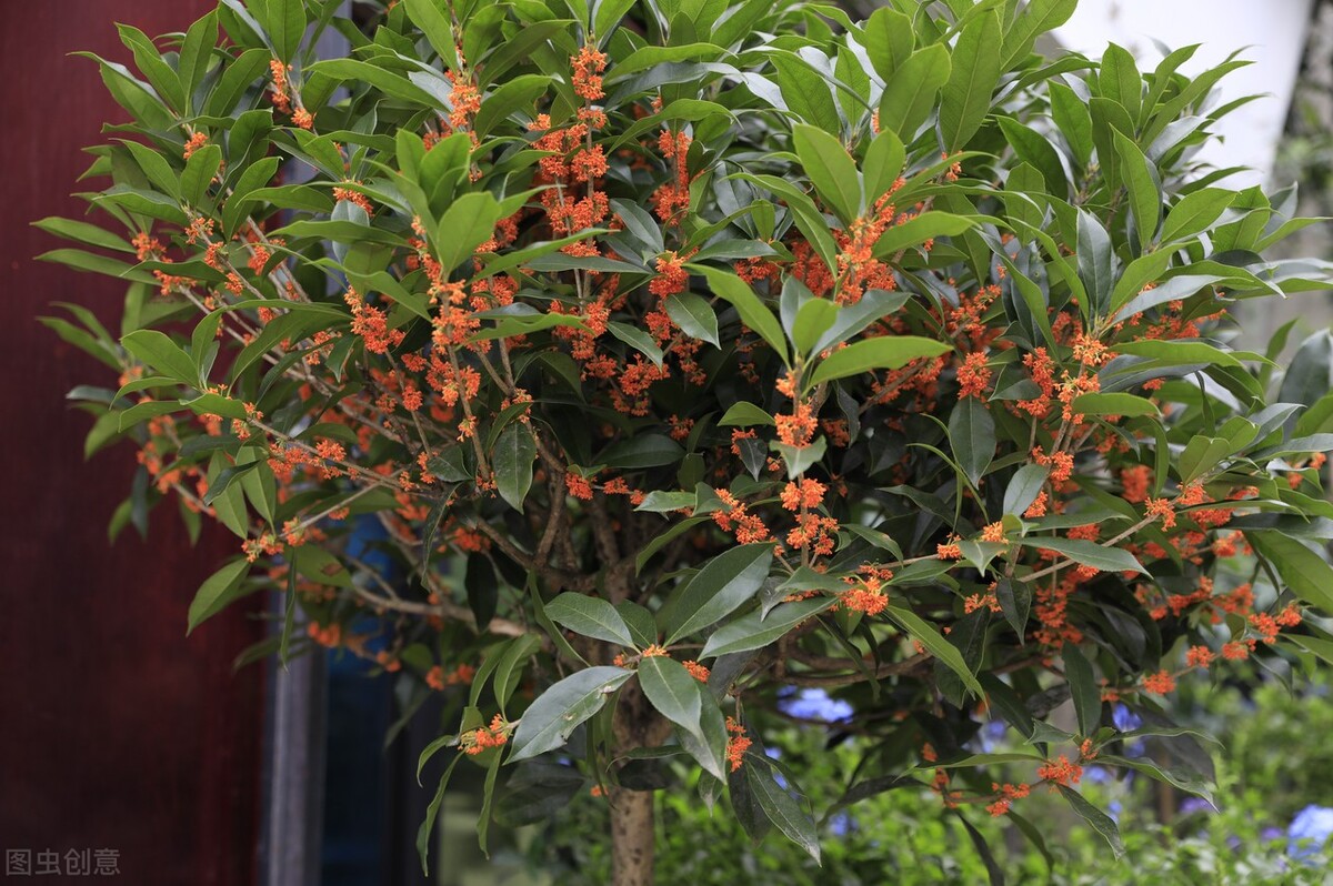 盆栽大型植物2000块钱,200块左右盆栽