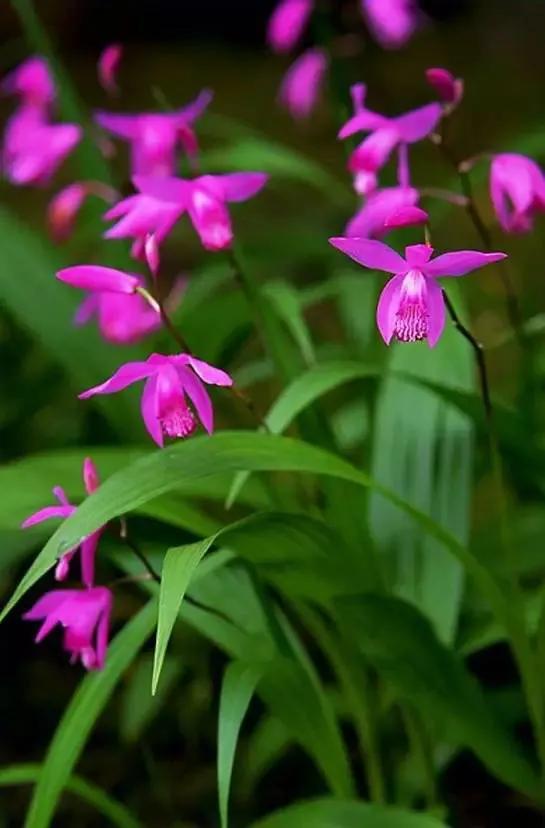 最美的100种兰花图片,欣赏一下最美的兰花