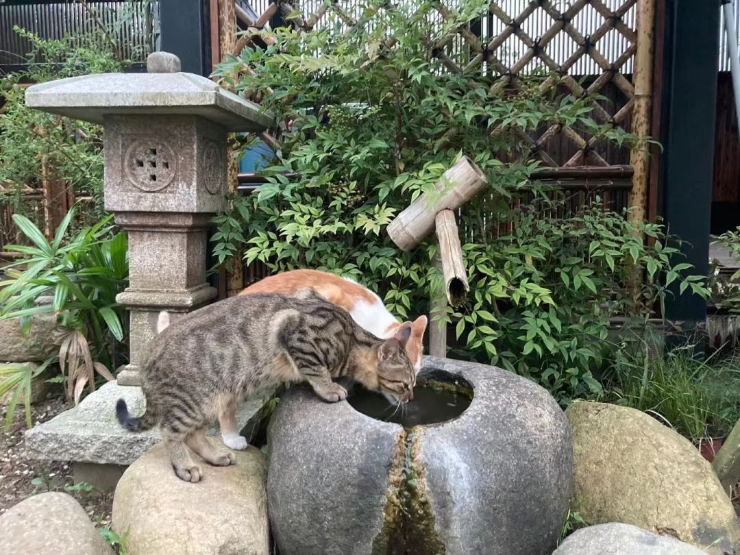 心动！那些藏在崇明民宿里的初秋小美好