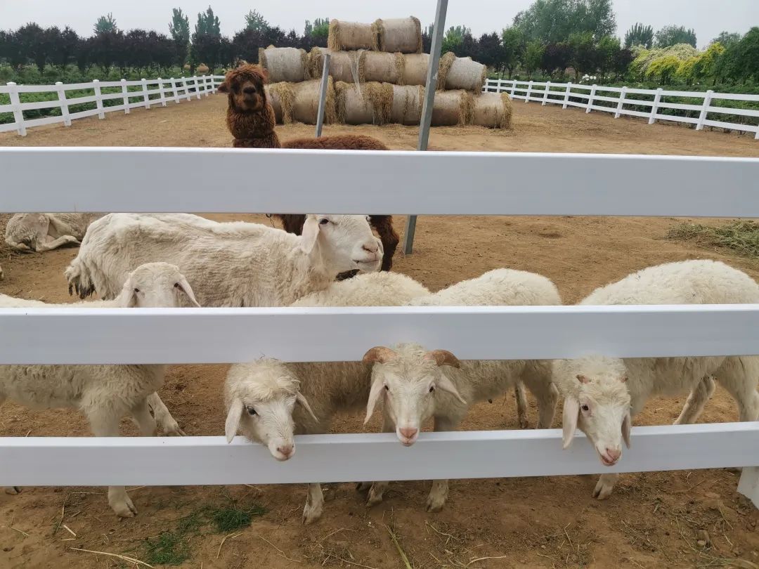 假日模式开启,假日模式怎么玩儿