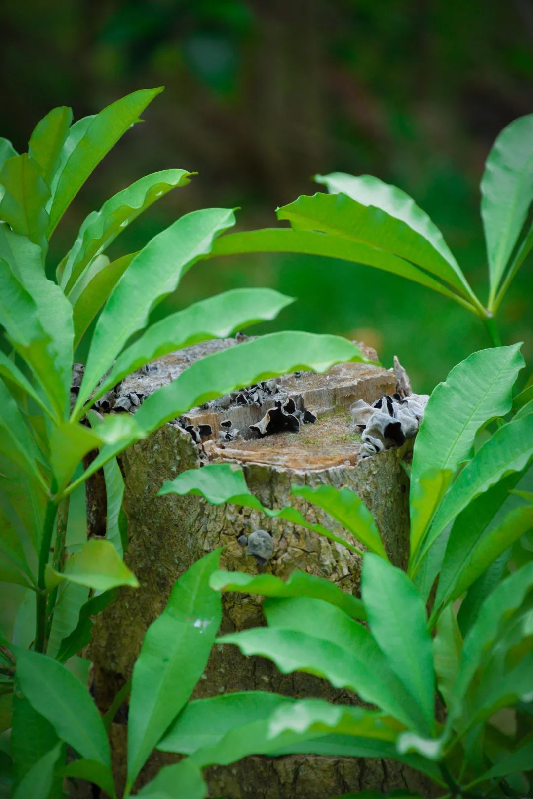 深圳市携创高级技工学校学费2021,深圳携创高级技工学校校区