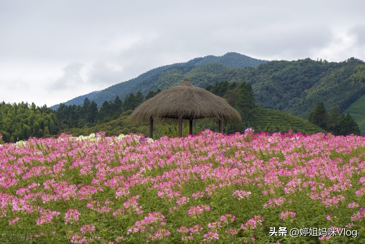 杭州径山花海景区,2月份杭州小众旅游攻略