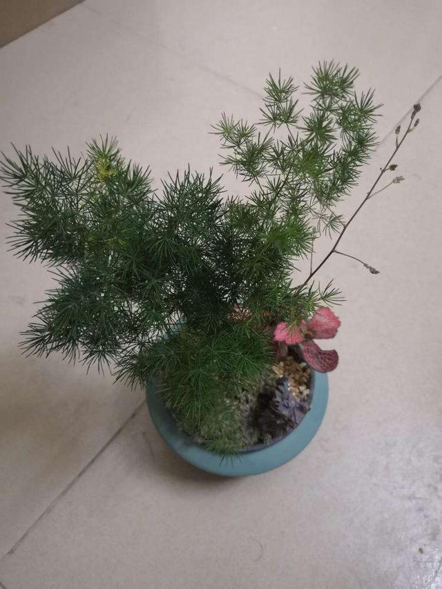 盆景造型类型有哪些,盆景造型种类