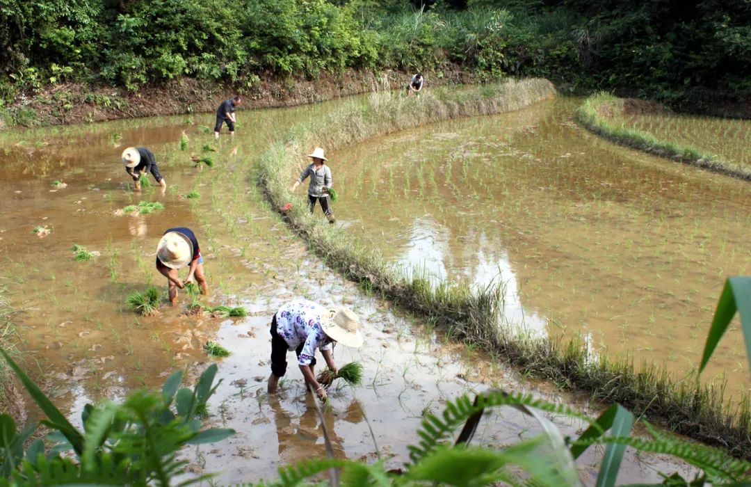 【上饶天下SHOW之万年县】上饶“一粒米”品牌价值96亿元!