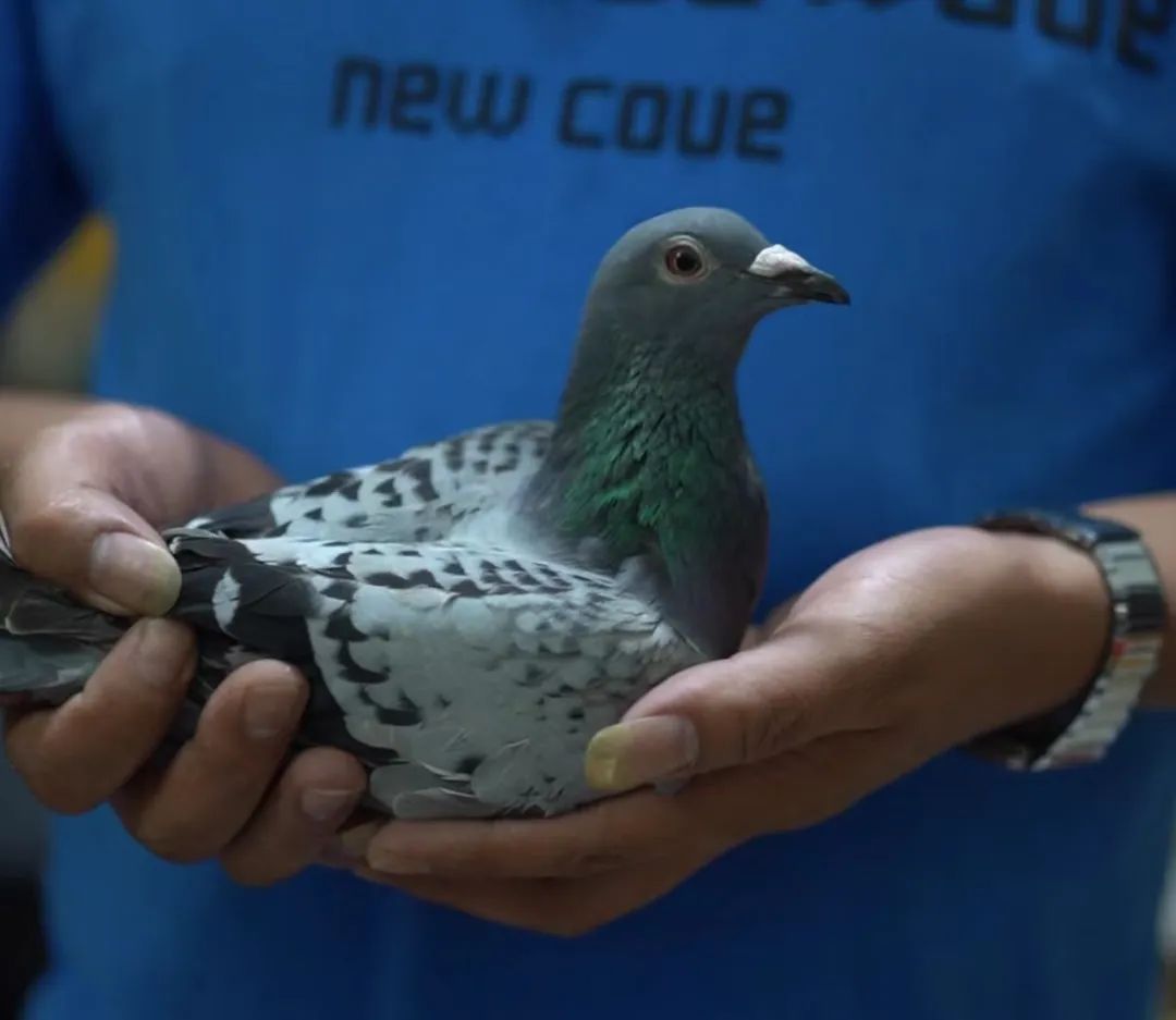 陋棚一样可以飞出“飞龙荣耀杯”13760羽总冠军，王志杭夺得亚军