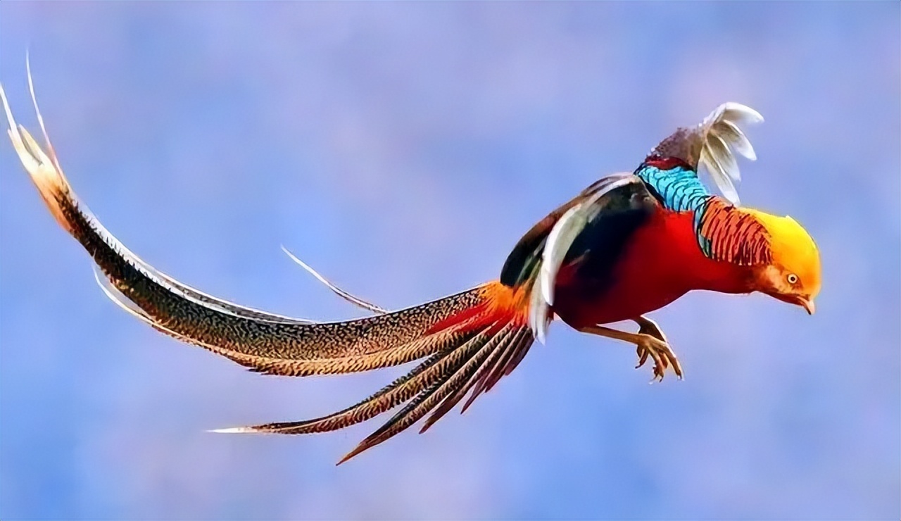 山西老农发现凤凰,山西老农发现2只凤凰精心养4年