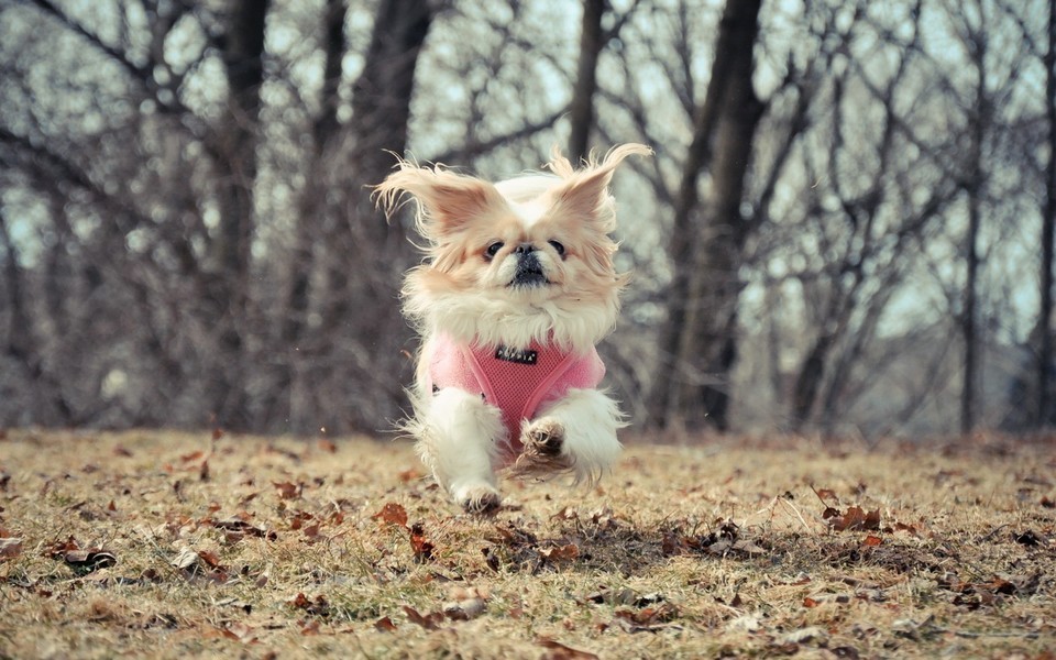 96年台湾富家女嫁给*小平邓**警卫员，女方母亲：台湾娶妻要100万