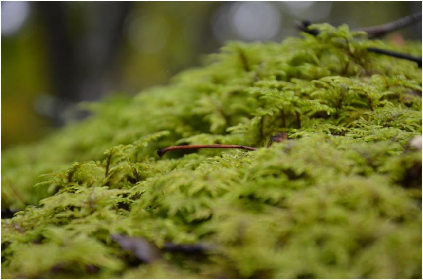 我有一帘幽梦歌曲完整版,电视剧我有一帘幽梦