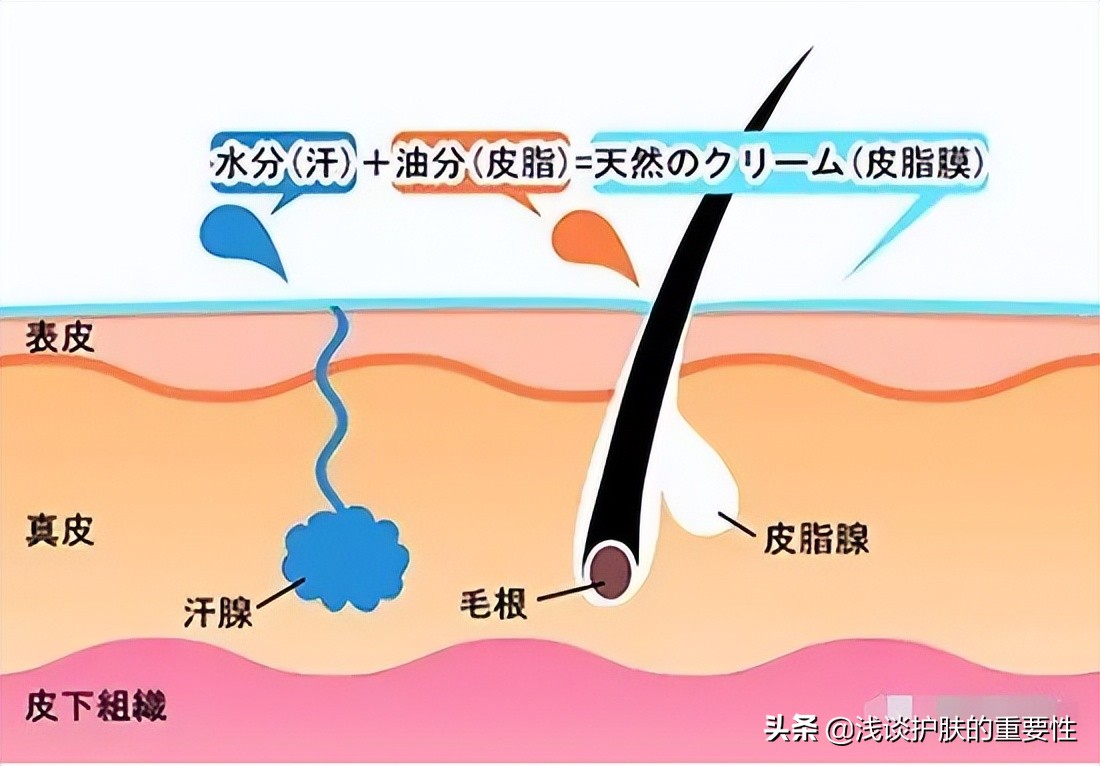 皮肤容易油吃什么,皮肤容易出油用什么护肤品好