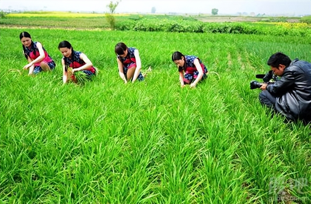 这个季节新种植的韭菜能割吗,韭菜种植多久可以割