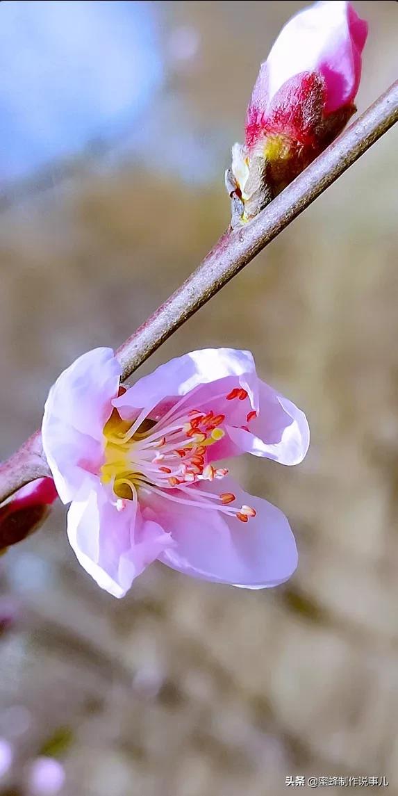 鸟语花香百花争艳让人陶醉,宁静祥和鸟语花香